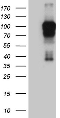 ZNF329 Antibody