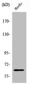 ZNF329 Antibody
