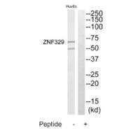 ZNF329 antibody