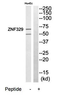 ZNF329 antibody