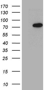 ZNF330 Antibody