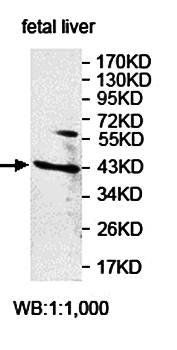 ZNF331 Rabbit Polyclonal Antibody