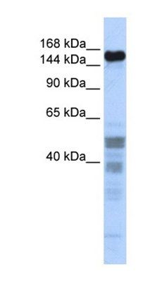 ZNF335 antibody
