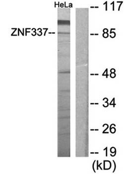 ZNF337 antibody