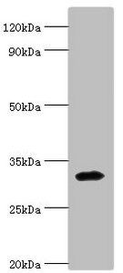 ZNF346 antibody