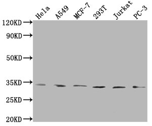 ZNF346 antibody