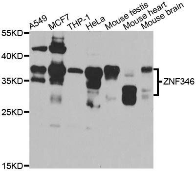 ZNF346 antibody