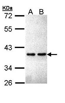 ZNF346 antibody