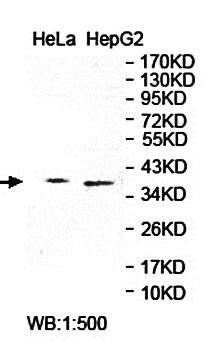 ZNF346 Rabbit Polyclonal Antibody