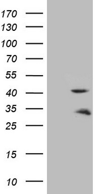 ZNF35 antibody