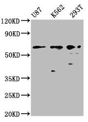 ZNF37A antibody