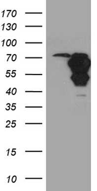 ZNF394 antibody