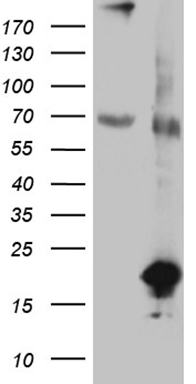 ZNF394 Antibody
