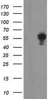 ZNF397 antibody