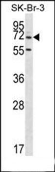 ZNF398 antibody