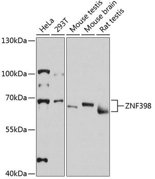 ZNF398 antibody
