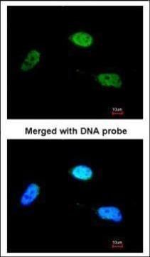 ZNF398 antibody