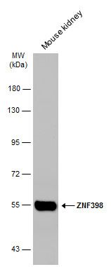 ZNF398 Rabbit Polyclonal Antibody