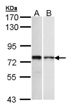 ZNF398 antibody