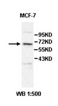ZNF404 antibody