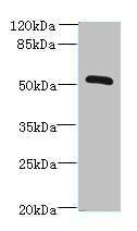 ZNF410 antibody