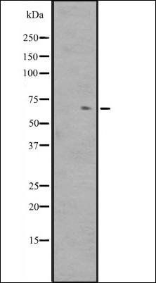 ZNF416 antibody
