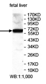 ZNF417 antibody