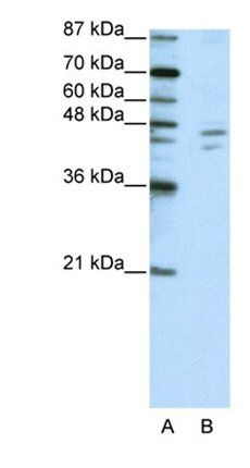 ZNF419 antibody