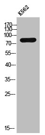 ZNF420 Antibody