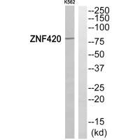 ZNF420 antibody