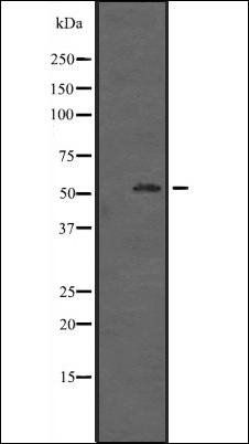 ZNF440 antibody