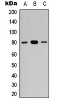 ZNF441 antibody