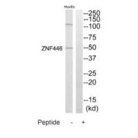 ZNF446 antibody
