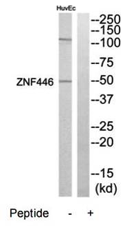 ZNF446 antibody
