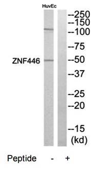 ZNF446 Antibody
