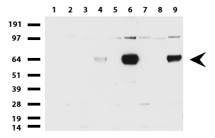 ZNF447 (ZSCAN18) antibody