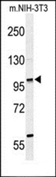 ZNF451 antibody
