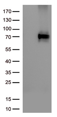 ZNF454 antibody