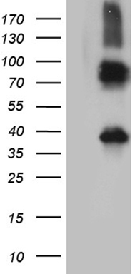 ZNF454 antibody