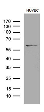ZNF454 Antibody