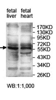 ZNF454 Rabbit Polyclonal Antibody