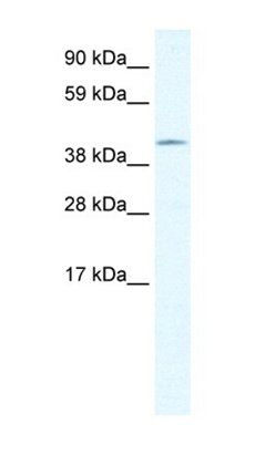 ZNF461 antibody