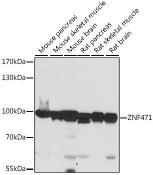 ZNF471 antibody