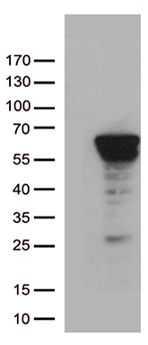 ZNF480 antibody