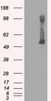 ZNF480 Antibody