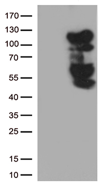 ZNF480 Antibody
