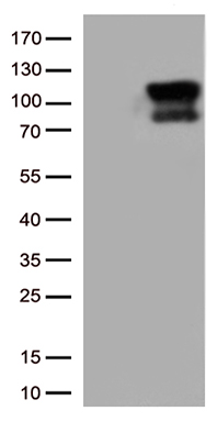 ZNF480 antibody