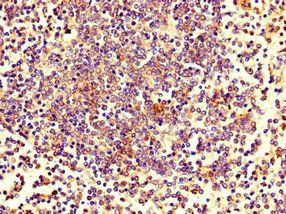 ZNF484 Antibody