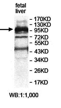 ZNF484 Rabbit Polyclonal Antibody