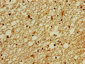 ZNF488 Antibody